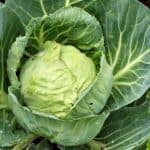 Blattkohl Blattkohl