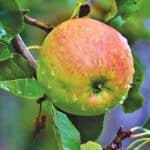 Obstbäume Obstbäume