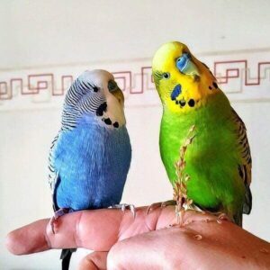 Finger anfliegen