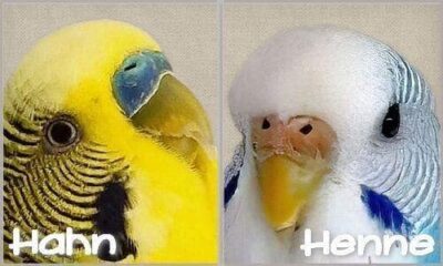 Hahn oder Henne?
