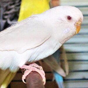 Albino