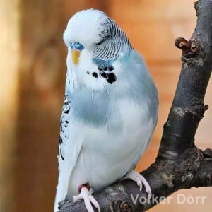 Australischer Schecke