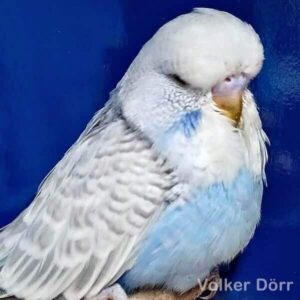 Grauflügel