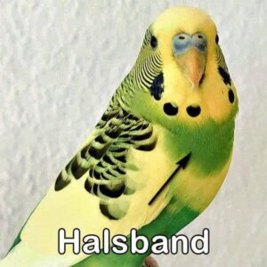 Halsbandschecke (Grünreihe)