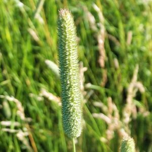 Ähre des Wiesen-Lieschgrases
