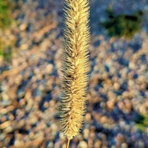Samen des Wiesen-Lieschgrases