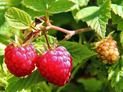 Himbeere Himbeere