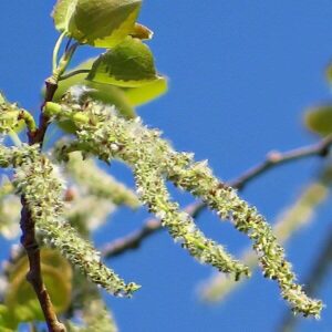 Blüten der Pappel
