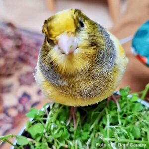 Kanarienvogel mit Vogelmiere Kanarienvogel mit Vogelmiere