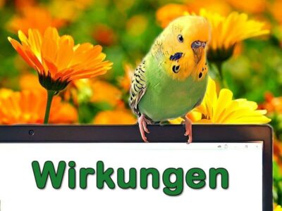 Wirkungen der Futterpflanzen Wirkungen der Futterpflanzen