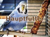 Hauptfutter im Handel