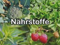 Nährstoffe in Futterpflanzen