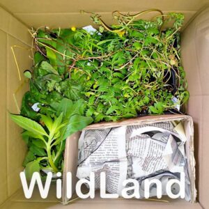 Paket von WildLand