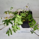 Gänsefingerkraut