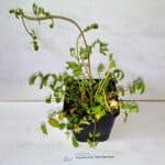 Kleiner Wiesenknopf