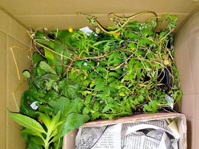Paket von WildLand