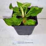 Witwenblume