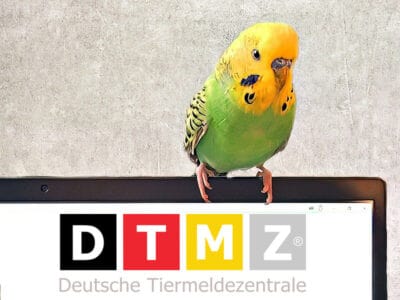 DTMZ