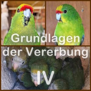 Vererbung - Teil 4
