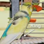Rasmus mit geschlossenem Ring